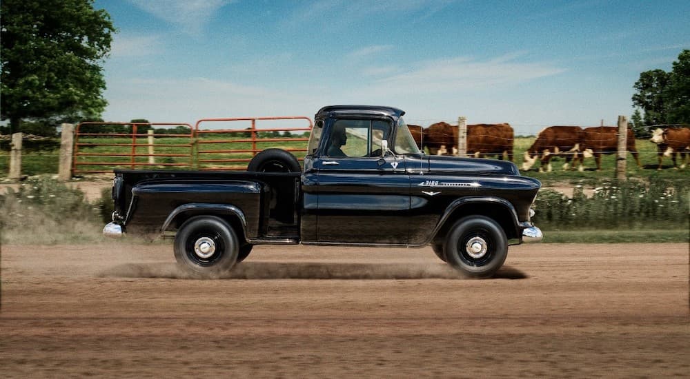 A black 1955 Chevy Cameo Carrier truck is passing by cows on a rural farm.